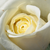 Biały  - Róża wielkokwiatowa - Hybrid Tea - Varo Iglo